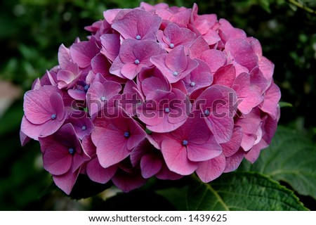 Japanese Purple Hydrangea