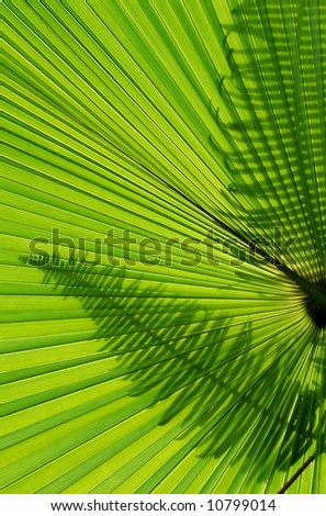 Fern leaves silhouette on tropical palm leaf