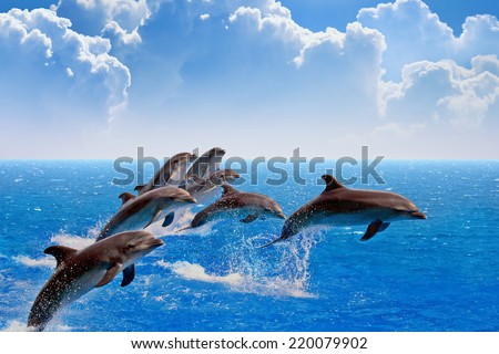 Jumping dolphins, blue sea and sky, white clouds