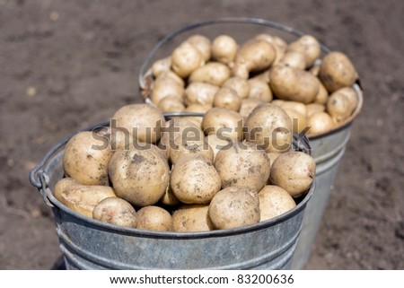 Two full old buckets of potatoes. Fall harvest.