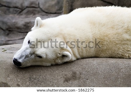 A polar bear taking it easy at the Cleveland Zoo.