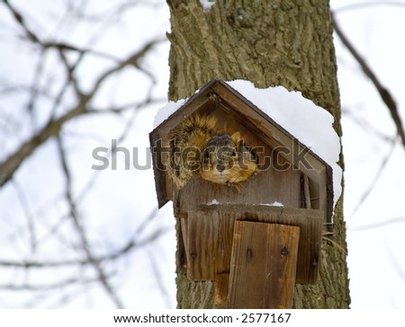 A squirrel makes a temporary shelter out of a birdhouse on a cold winter day.