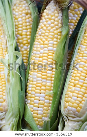 Ears of summer sweet corn fresh from the farm.