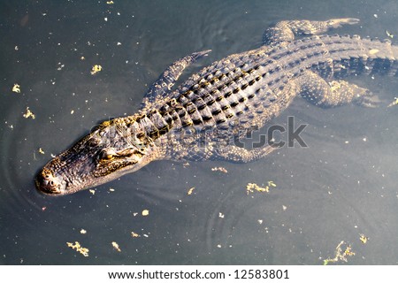 A wild alligator lives in a pond in resort town of Hilton Head Island, South Carolina.