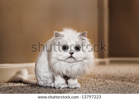 Family pet,  a white cat with a lion haircut  in an interior room.