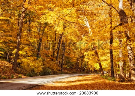 Gold colored autumn trees line the road in a park.