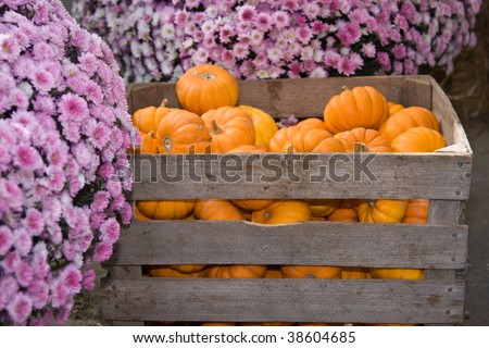Fall scene at an outdoor market.  Crate of mini pumpkins and potted mums.