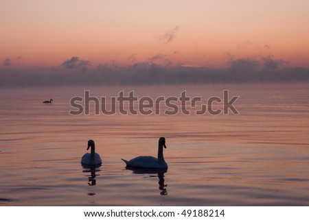 Two swans in the beautiful sunset
