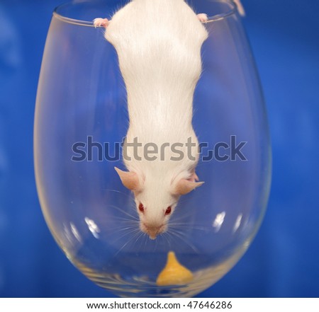 White mouse on glass and climb out.