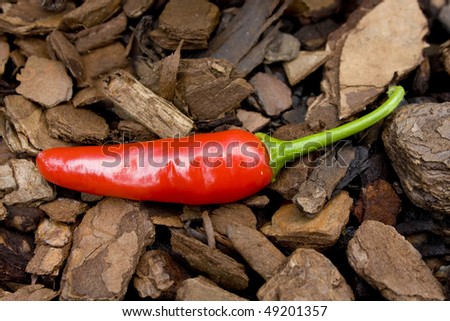 Red chilly with green stem