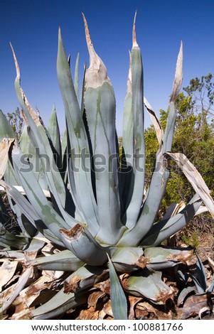 The Century Plant\'s large leaves contrast with delicate mesquite in the background
