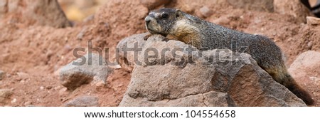 Yellow-bellied Marmot on a rocky slope at Capitol Reef National Park in Utah