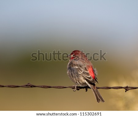 Male Purple Finch on a barbed-wire fence in fall