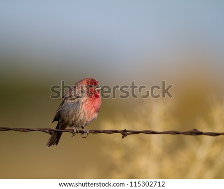 Male Purple Finch on a barbed-wire fence in fall