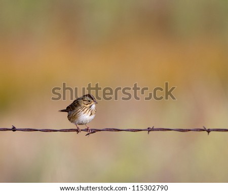 Savannah Sparrow on a barbed-wire fence in southern Colorado
