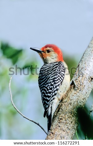 Male Red-bellied Woodpecker looks over his shoulder at the photographer