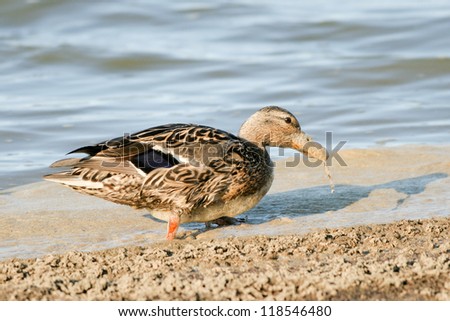 Blue-winged Teal\'s beak is covered with foam after digging in the surf for food