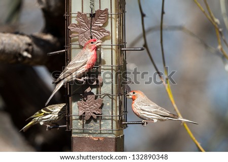 Male House Finches eat seed at a feeder