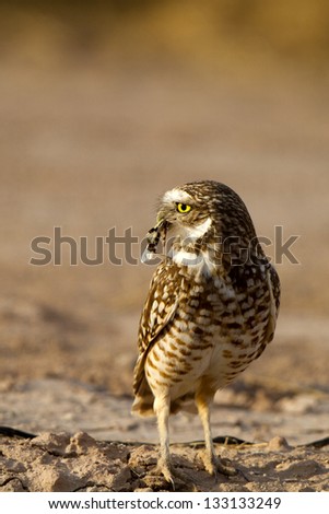 Burrowing Owl has caught an insect near the Salton Sea in southern California