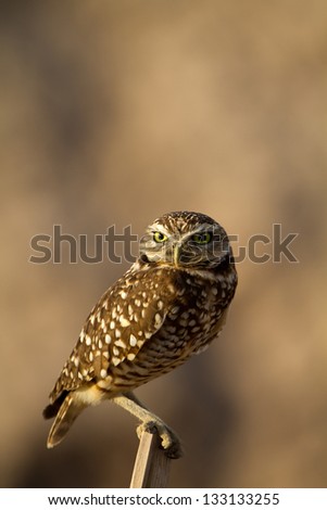 Burrowing Owl near the Salton Sea in southern California