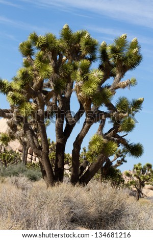 A forest of Joshua Trees stands beside a pile of rocks in Joshua Tree National Park in California\'s Mojave Desert