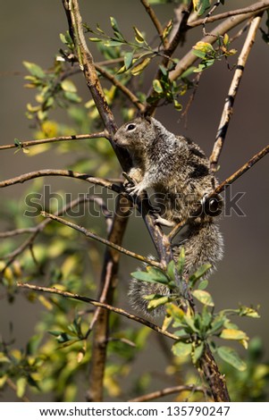California Ground Squirrel in a tree near the California coast
