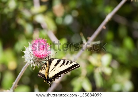 Tiger Swallowtail nectars on a thistle near the Kern River in Sequoia National Forest in California