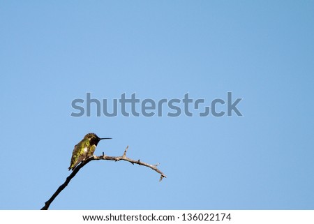 Male Black-chinned Hummingbird near the Kern River in Sequoia National Forest in California