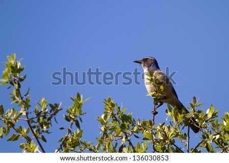 Western Scrub Jay near the Kern River in Sequoia National Forest in California
