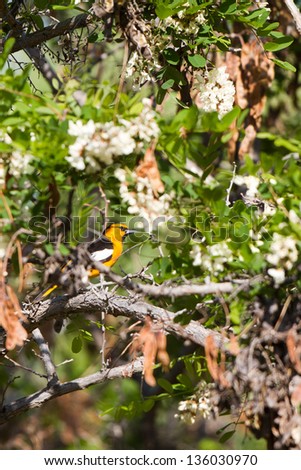 Male Bullock\'s Oriole in breeding plumage in Sequoia National Forest in California