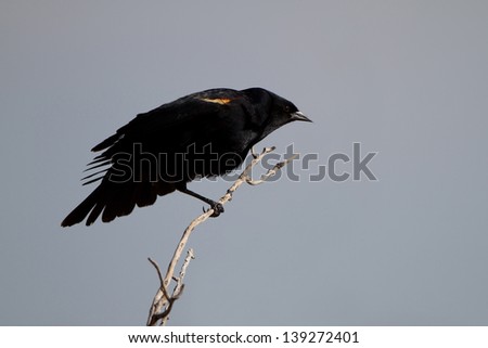 Male Red-winged Blackbird stretches his wings in Alamosa National Wildlife Refuge in Colorado