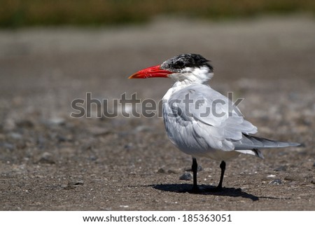 Juvenile Caspian Tern on Louisiana\'s Gulf Coast