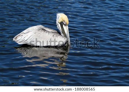 Brown Pelican in ripply blue water on Florida\'s Gulf Coast