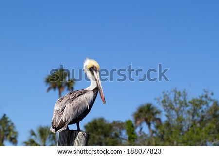 Brown Pelican on Florida\'s Gulf Coast