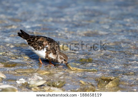 Ruddy Turnstone about to turn over a stone on Florida\'s Gulf Coast