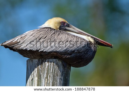 Brown Pelican in breeding plumage rests on a post on Florida\'s Gulf Coast