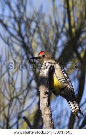 A male Gila Woodpecker shows off its red cap, yellow belly, and striped wings and tail