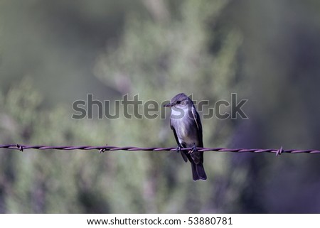A Willow Flycatcher on a barbed-wire fence in a New Mexico ranch