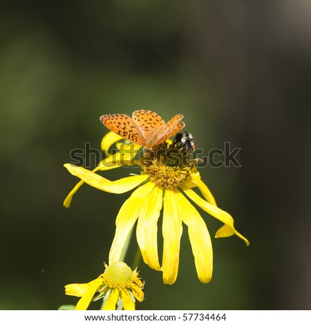 Mormon Fritillary butterfly and a bee feed on a composite sunflower