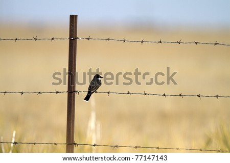 Eastern Kingbird on a barbed wire fence in the Texas Panhandle