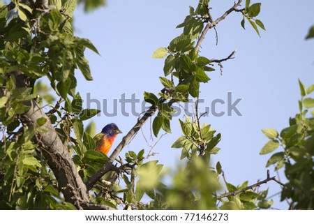 Male Painted Bunting in spring