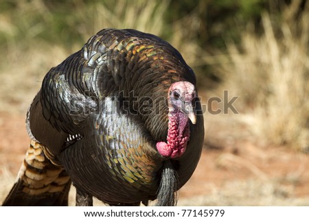 Male Wild Turkey in breeding plumage