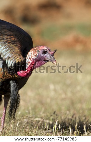Profile portrait of a male Wild Turkey in breeding plumage