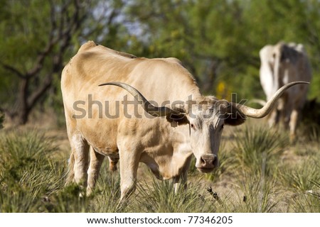 Longhorn Steer grazing at Palo Duro Canyon State Park in the Texas Panhandle