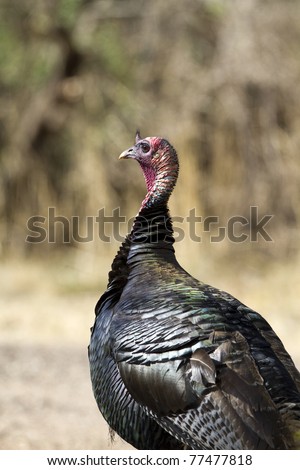 Male Wild Turkey in spring breeding plumage