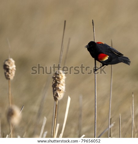 Male Red-headed Blackbird clings to a reed in a marsh