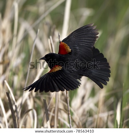 Male Red-headed Blackbird in flight, showing off his epaulets