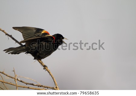 Male Red-winged Blackbird sings to defend his territory in spring