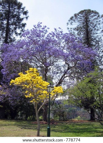 Trees, spring,Contrasting colours, a yellow flowering tree next to a lavender tree
