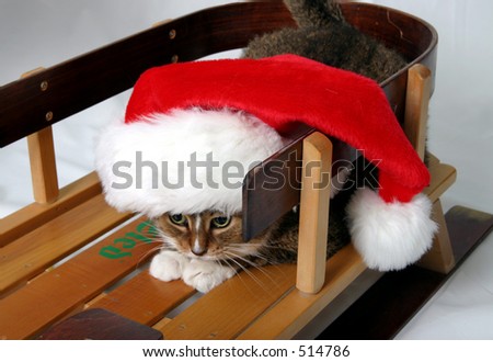 Cat on sled with Santa hat on